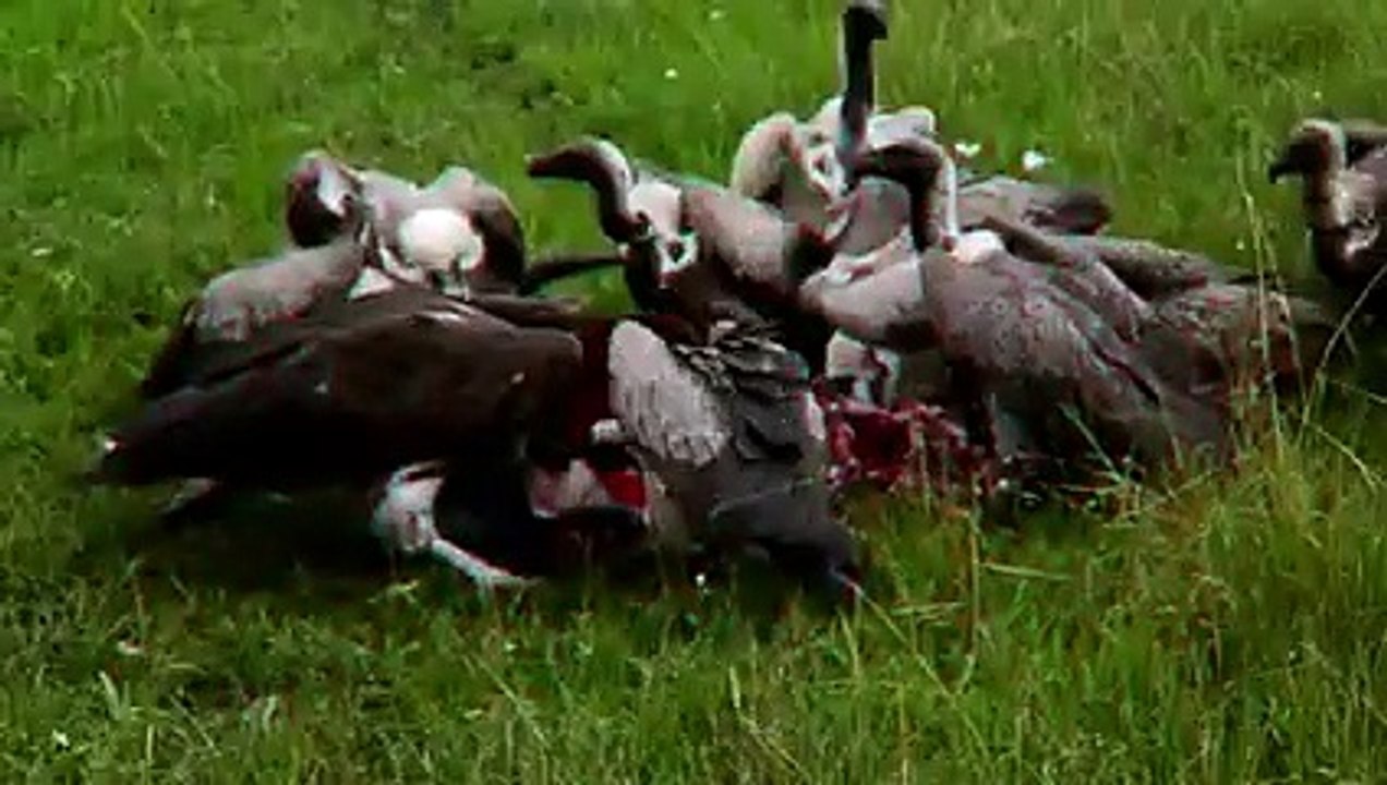 Vulture Sheds The Blood Of Gazelle