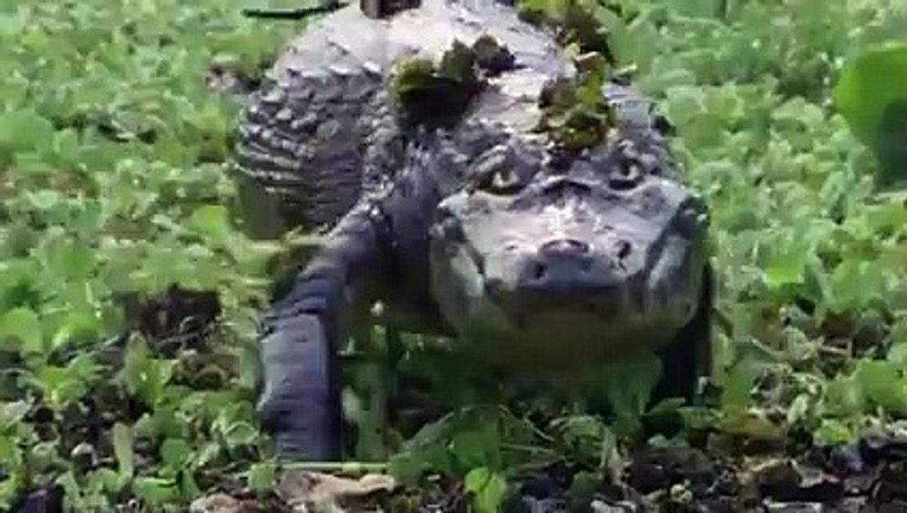Can a Crocodile Defeat a Pitbull  No !!!