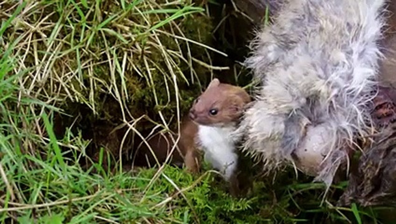Moments When Stoat Kill Almost Everything