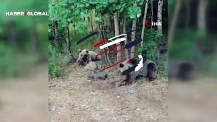 Ayıların saldırmadığını ve zarar vermediğini söyleyen kampçıya ayı saldırdı