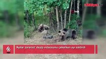 'Ayılar zararsız' deyip videosunu çekerken ayı saldırdı