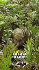 This is a kakapo