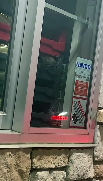 Rats at Whataburger Drive-Thru