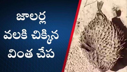 బాపట్ల జిల్లా: చీరాల తీరంలో పఫ్ఫర్ ఫిష్