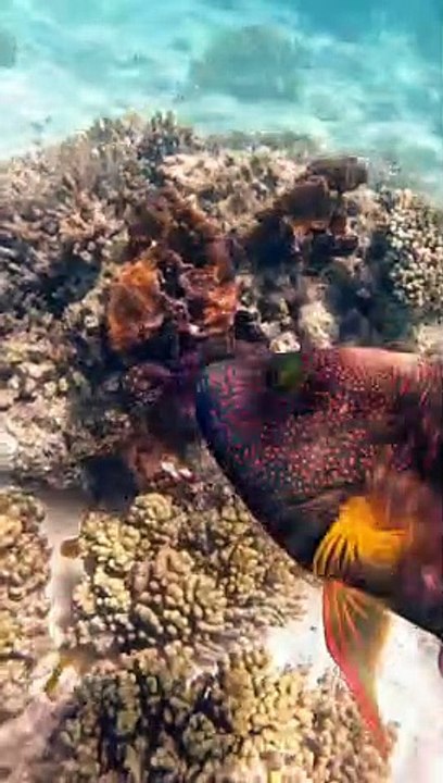 Octopus Gets Pushy
