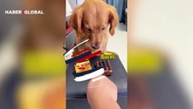 Waffle yiyen köpeğin sinsi planı viral oldu... Domuza bakın neyi yedirdi