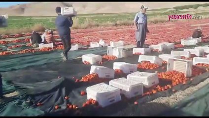 Malatya'da kurutmalık domates hasadı başladı!