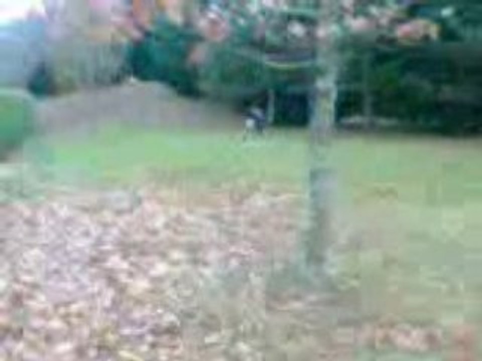 Video arbre