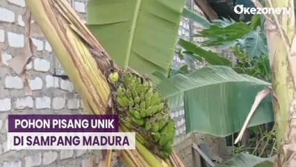 Download Video: Unik! Pohon Pisang Ini Buahnya Tumbuh di Bagian Tubuh Pohon