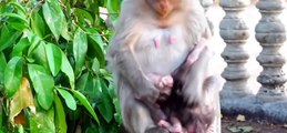 (Tổng hợp) Những chú khỉ con không được khỉ mẹ & đồng loại yêu thương.Poor little monkeys...Phần 3