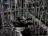 ΣΟΥΣΟΥΡΑΔΑ - 1960 - TVRip - 720x540 part 1/1