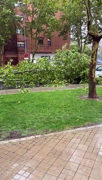 Impresionantes imágenes de los árboles derribados por el viento en Aranda