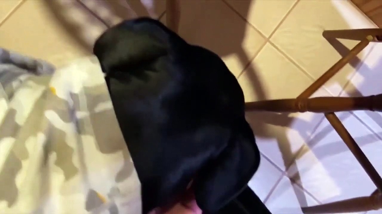 New Funny Animals 2023  Funniest Cats and Dogs Videos  #37