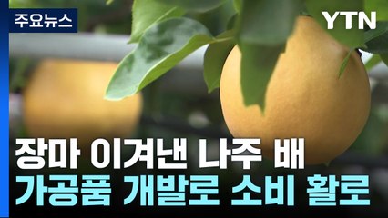 긴 장마 이겨내고 더 커진 나주 배...가공품 개발로 소비 활로 / YTN