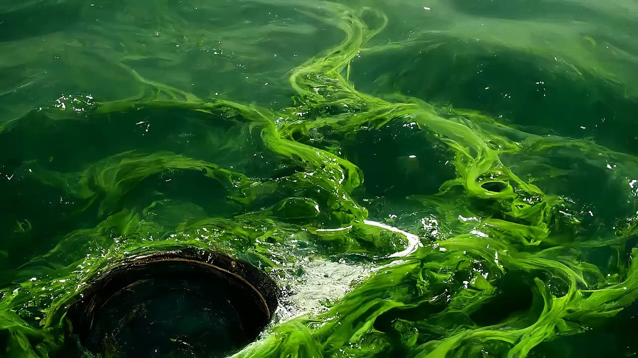 Creepypasta - Verde Lecrosh | Loquendo