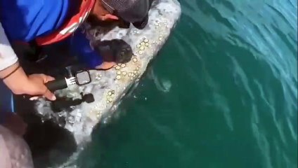 Land and sea animals