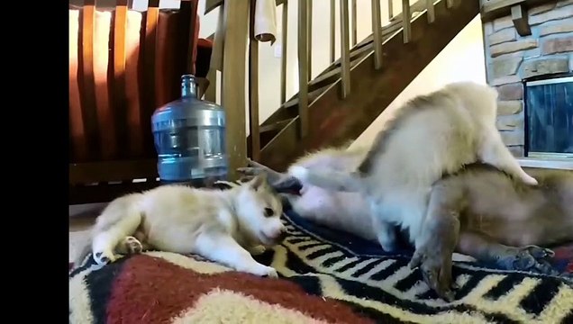 These animals can be adoptedThese animals can be adopted