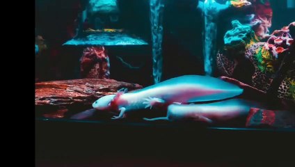 These animals can be adopted sea goblin