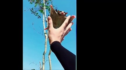 These animals can be adopted la possum wings