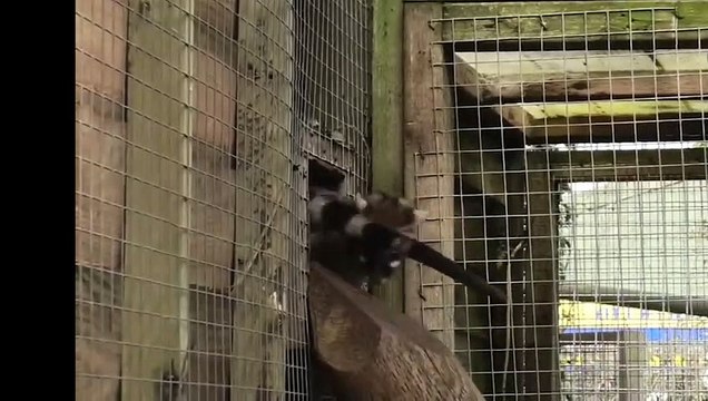 common palm civet These animals can be adopted