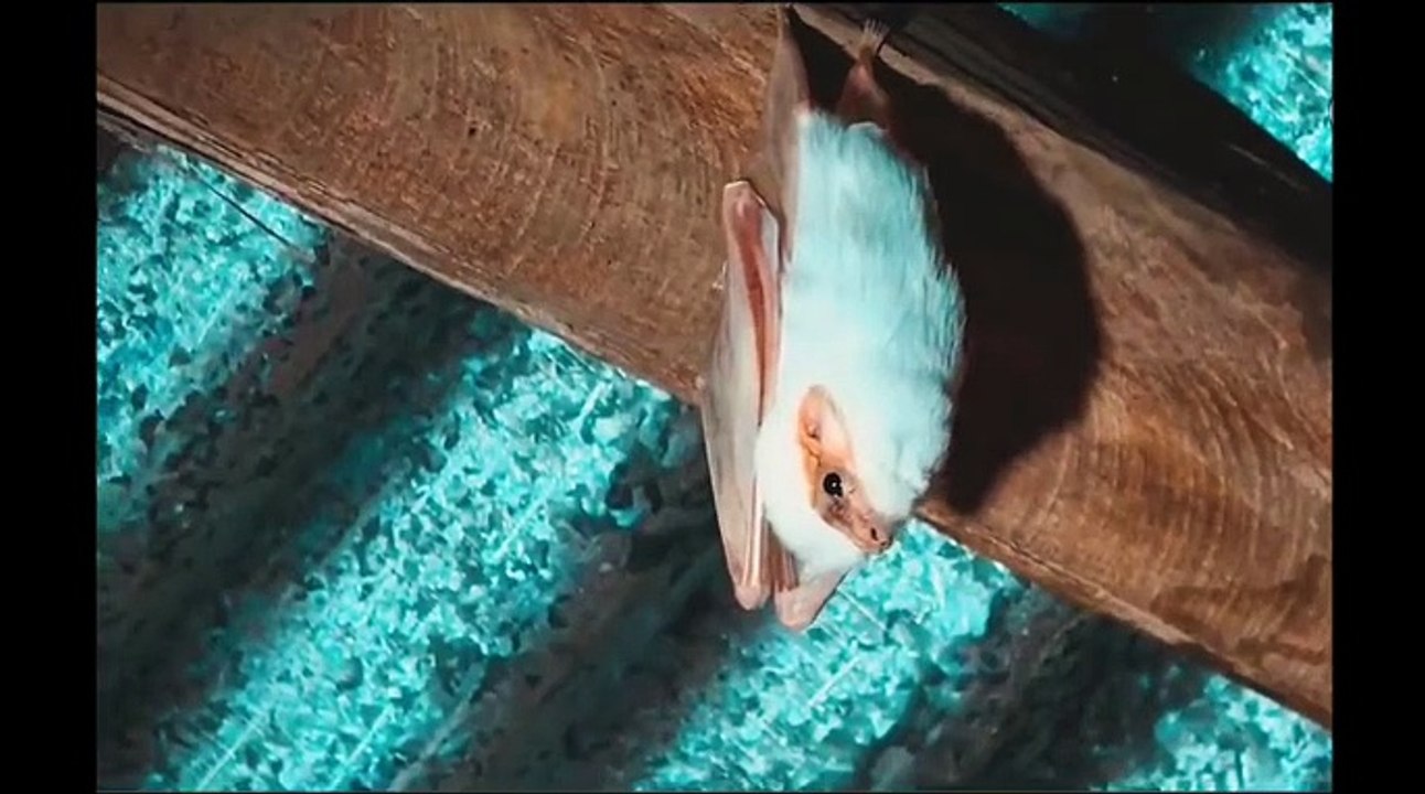 white bat