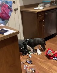 Naughty Dog Gets Into Trash