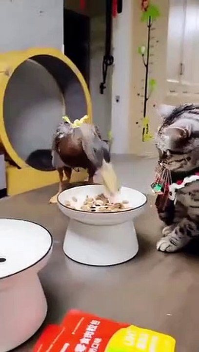 Cat Vs dick funny video