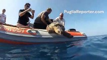 Puglia: liberata la tartaruga ferita da amo da pesca a Bisceglie - turtle released from fishing hook