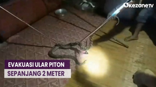 Detik-Detik Evakuasi Ular Piton Sepanjang 2 Meter Sembunyi di Rumah Warga