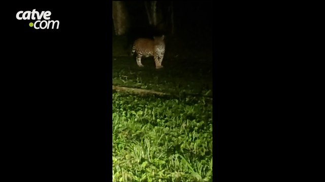 Onça-pintada é flagrada no Parque Nacional do Iguaçu