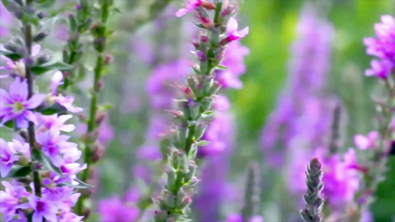 copyright-free-music-upbeat-videos-copyright-nature-videos-nature