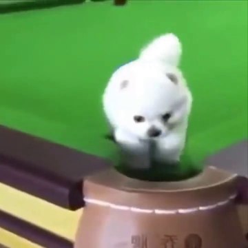 New Funny Dogs Puppies Video 2023, Cute Dogs Puppies Video, New Dogs Video, Beautiful Dogs Pet Video, Cutest Moments Of The Cute Dogs Puppies,