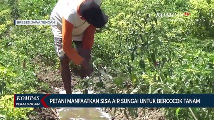 Biaya Produksi Membengkak, Petani Cabai dan Jagung Harus Pompa Air Sungai