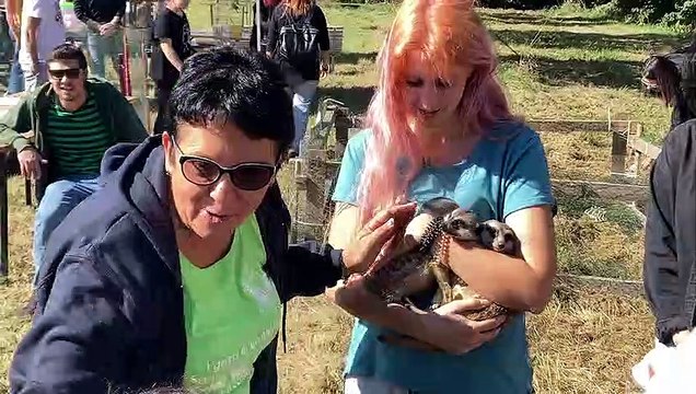 Miagolandia compie 10 anni: i due suricati Mabel e Dipper ospiti d?onore della festa