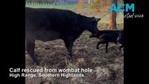 Calf stuck down wombat hole | September 22, 2023 | Illawarra Mercury