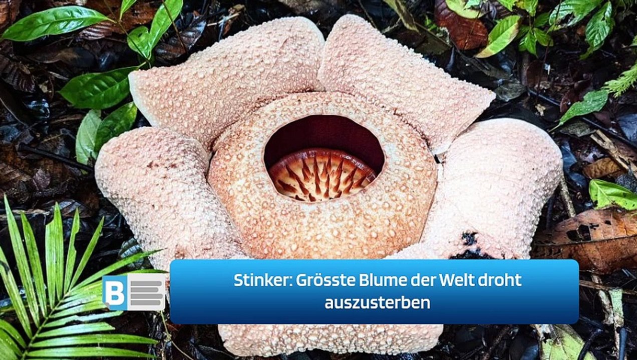 Stinker: Grösste Blume der Welt droht auszusterben
