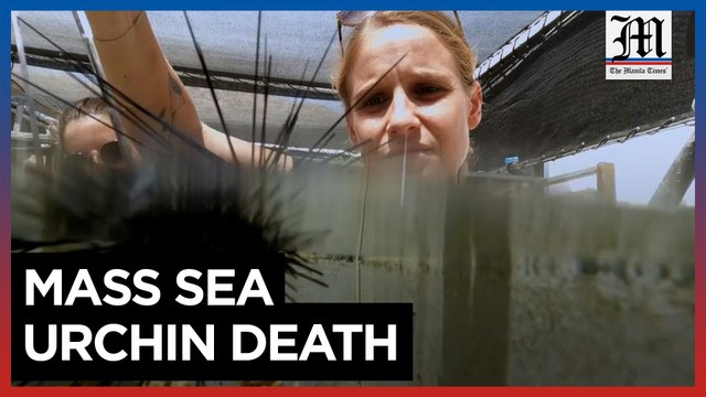 Mystery sea urchin deaths threaten Red Sea corals