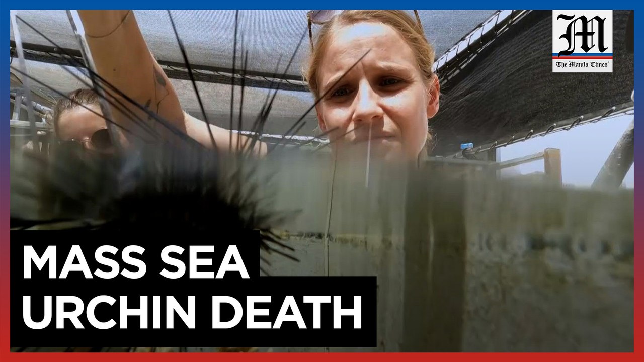 Mystery sea urchin deaths threaten Red Sea corals