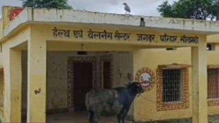 सीतामढ़ी: हेल्थ एंड वेलनेस सेंटर में बांधे जाते हैं पशु, वीडियो वायरल
