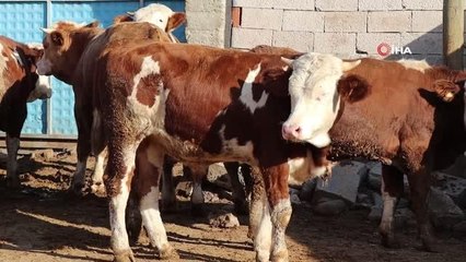 Ay-yıldız figürlü tosun sahibini mutlu ediyor