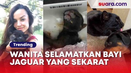 Aksi Mulia Wanita Selamatkan Bayi Blackpanther Ini Beri Warganet Pelajaran Hidup