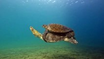 Carpooling in the Galapagos