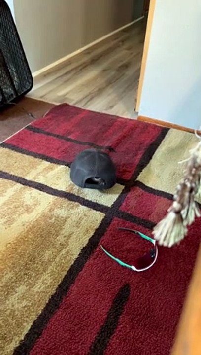 Is This A Turtle Or A Cat
