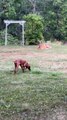 Dog Meets Deer