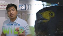 Philippine serpent eagle accidentally hit by a truck  | Born to be Wild