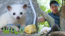 Rescued White Asian Palm Civet in Batangas | Born to be Wild