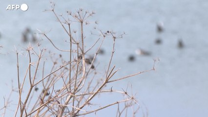 Distress call e luci, le armi contro il bird strike