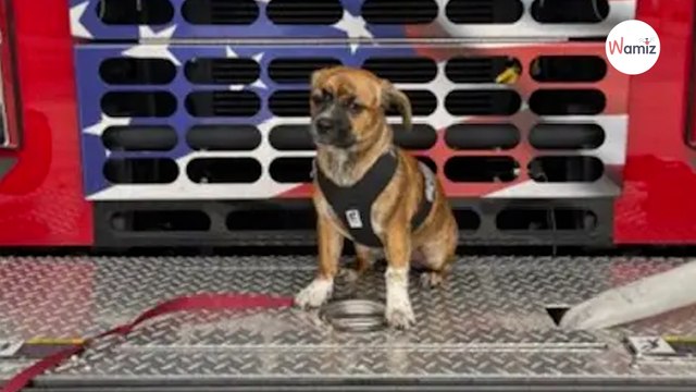 Des pompiers sauvent un chien : ils décident d’en faire un chien de thérapie
