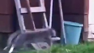 Funny cats' video 2023  _ Beautiful cats' videos  2023