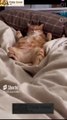 Funny cats' video _ Wonderful cats _ Enchanting cats _endless joy